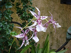 378 Longwood Gardens [2008 August 23]